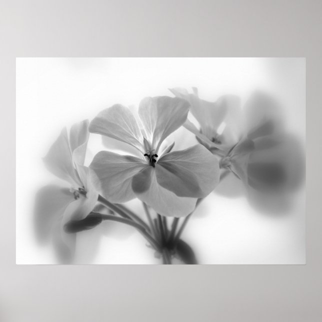 Geraniums in Black and White Poster (Front)