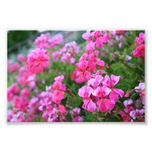 Geraniums Photo Print