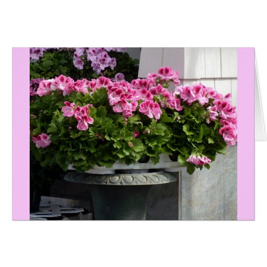 Geraniums Planter Card