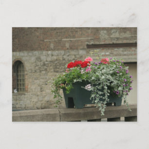 Geraniums Postcard