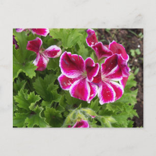 Geraniums Postcard