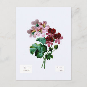 Geraniums Postcard