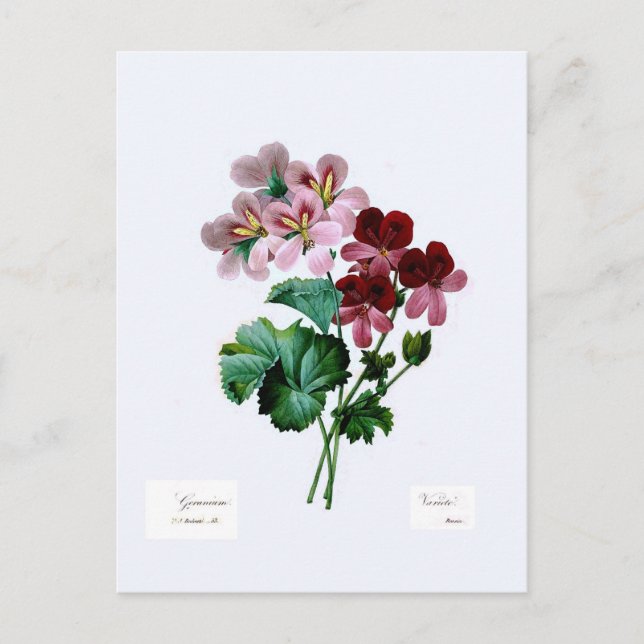 Geraniums Postcard (Front)