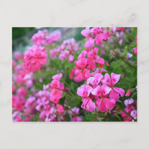 Geraniums Postcard