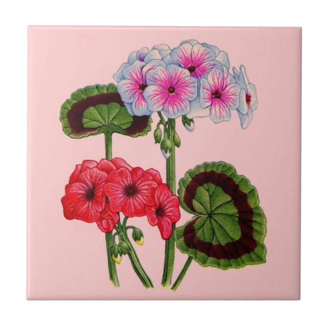 geraniums tile (Front)