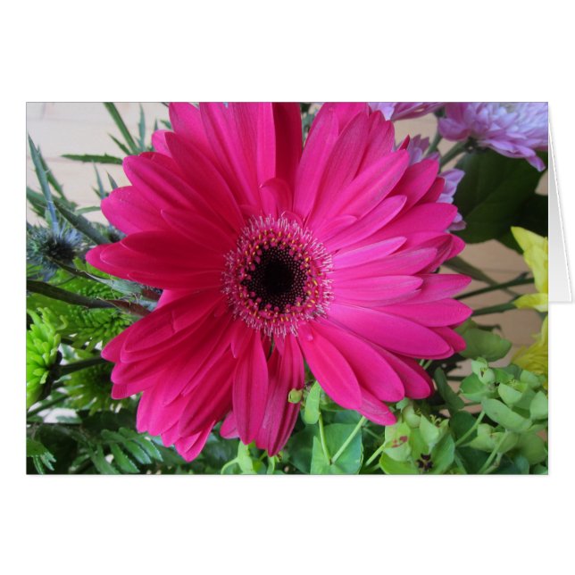 Gerba Daisy (Front Horizontal)