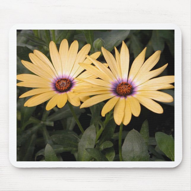 Gerber Daisey Mouse Mat (Front)