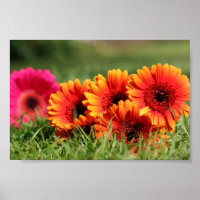 Gerber Daisies