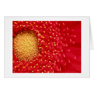 Gerber Daisy