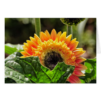 Gerber Daisy