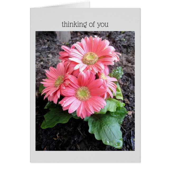 Gerber Daisy (Front)