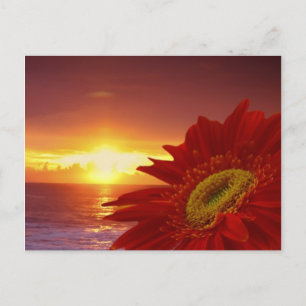 Gerber Daisy and sunset Postcard