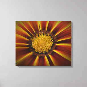 Gerber Daisy in Black Vignette Canvas Print
