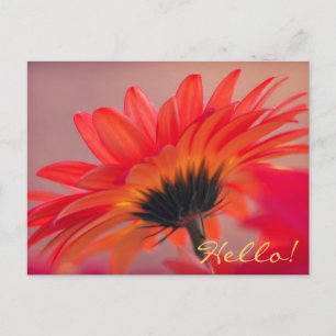 Gerber Daisy Photo Postcard