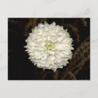 Gerber Daisy