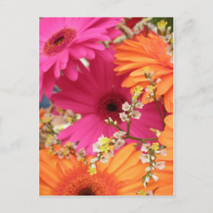 Gerber Daisy Postcard