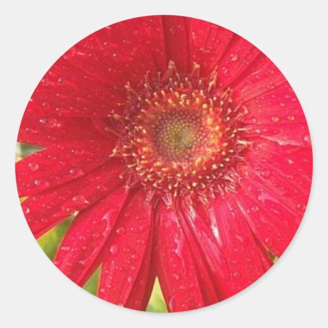 Gerber Daisy Sticker (Front)