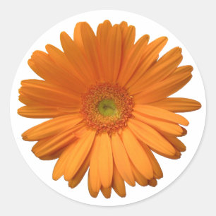 Gerber Daisy sticker