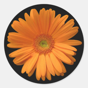 Gerber Daisy sticker