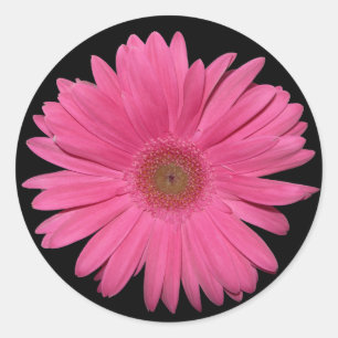 Gerber Daisy sticker