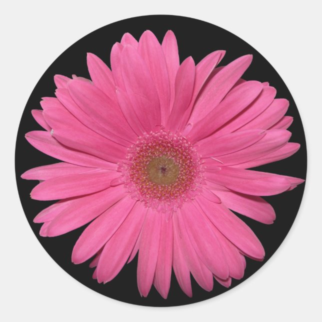 Gerber Daisy sticker (Front)