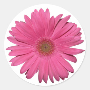 Gerber Daisy sticker