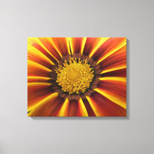 Gerber Daisy Up Close and Personal Canvas Print