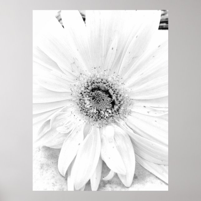 Gerber Daisy Upclose Poster (Front)