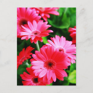 Gerber Postcard