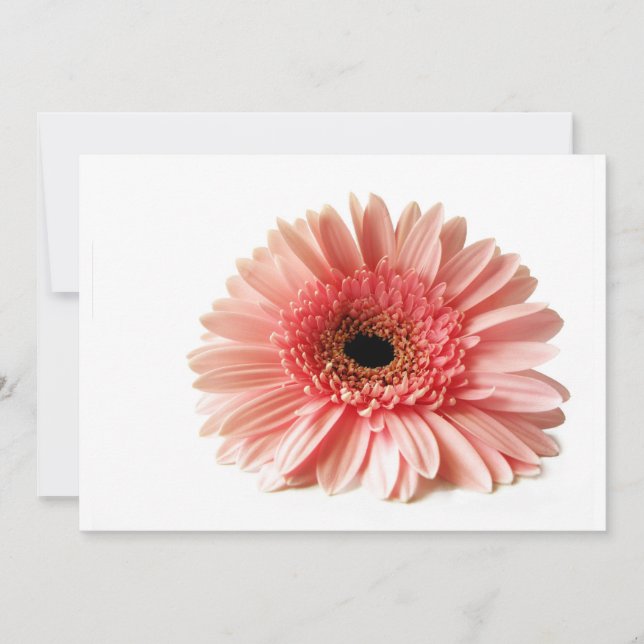 Gerbera (Front)