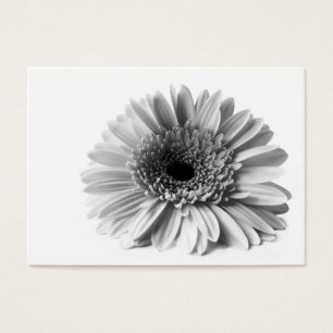 Gerbera