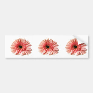 Gerbera Bumper Sticker
