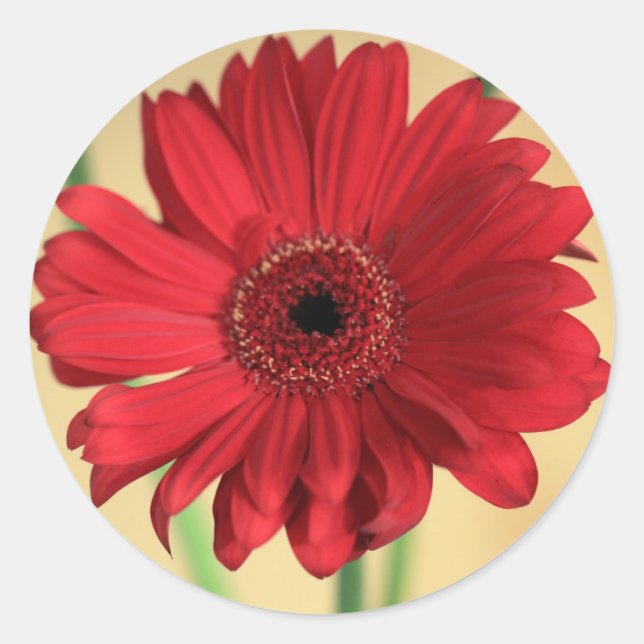 Gerbera Classic Round Sticker (Front)