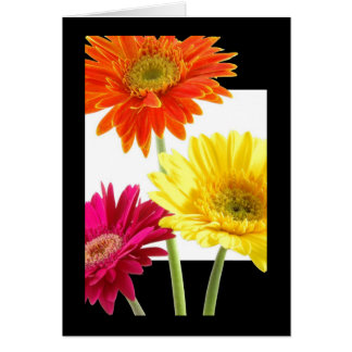 Gerbera Daisies
