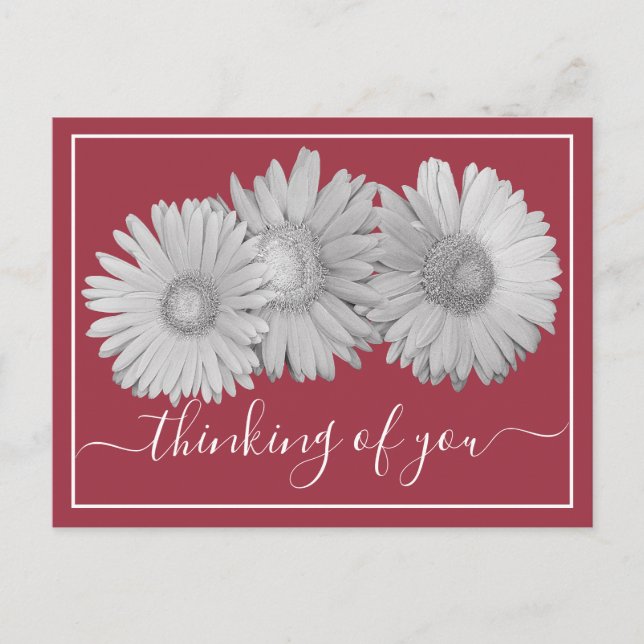Gerbera Daisies Blush Background Thinking Of You Postcard (Front)