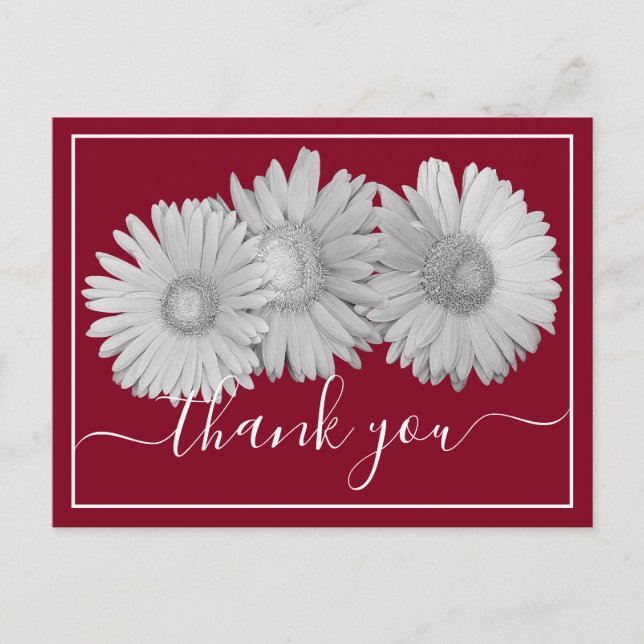 Gerbera Daisies Crimson Background Thank You Postcard (Front)
