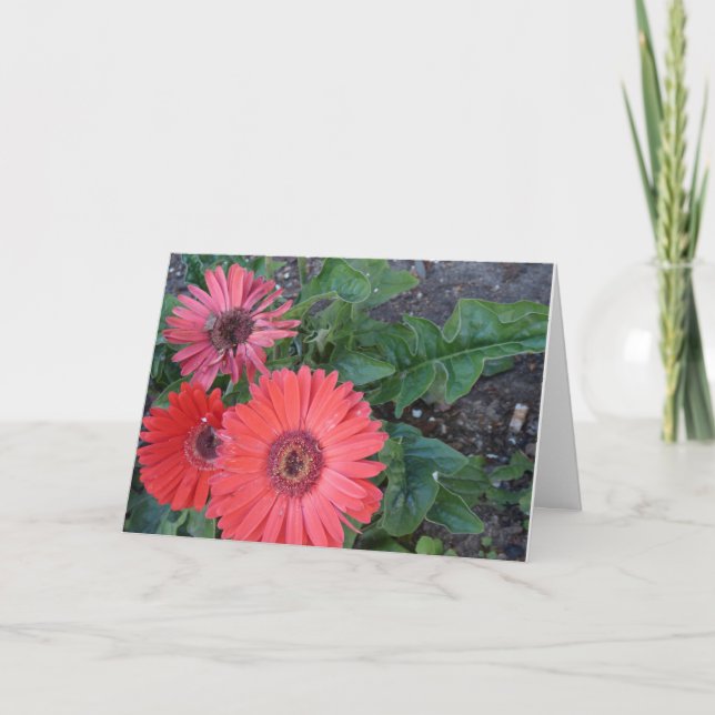 Gerbera Daisies Get Well Card (Front)