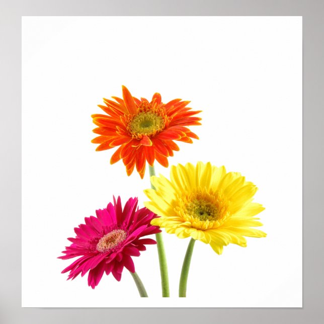 Gerbera Daisies Poster (Front)