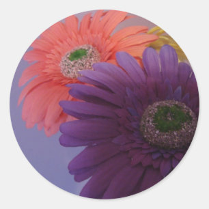 Gerbera Daisies - Stickers