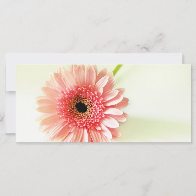 Gerbera Daisy (Front)