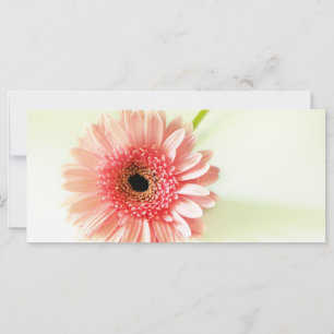Gerbera Daisy
