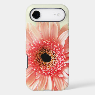 Gerbera Daisy