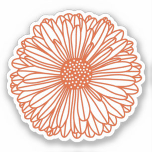 Gerbera Daisy