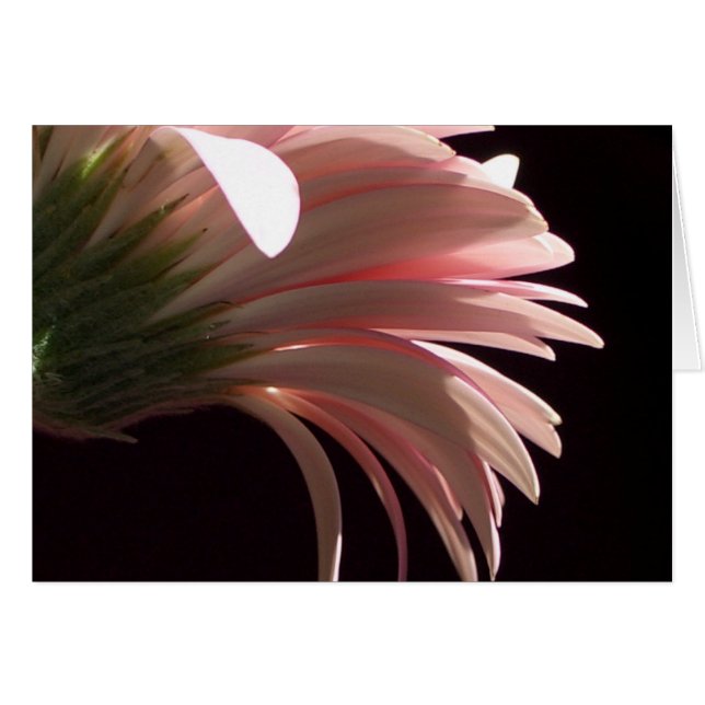 gerbera daisy (Front Horizontal)