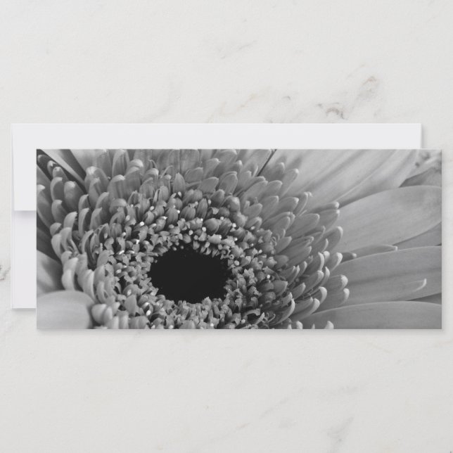Gerbera Daisy (Front)