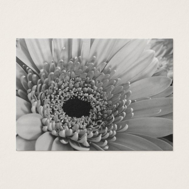 Gerbera Daisy (Front)