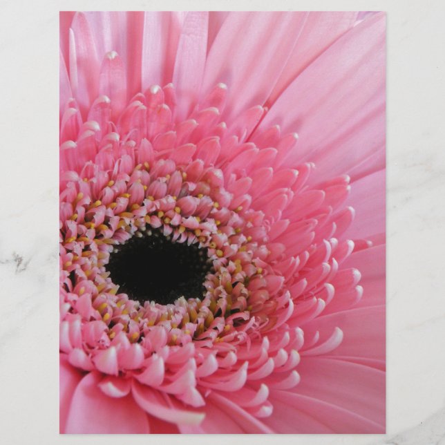 Gerbera Daisy (Front)