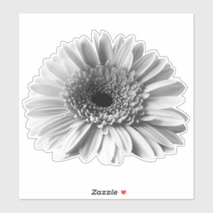 Gerbera Daisy 