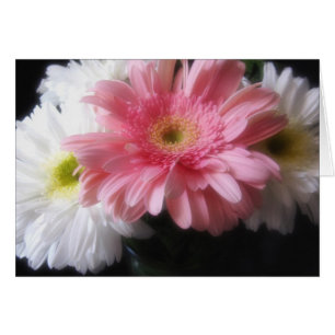 Gerbera Daisy 6