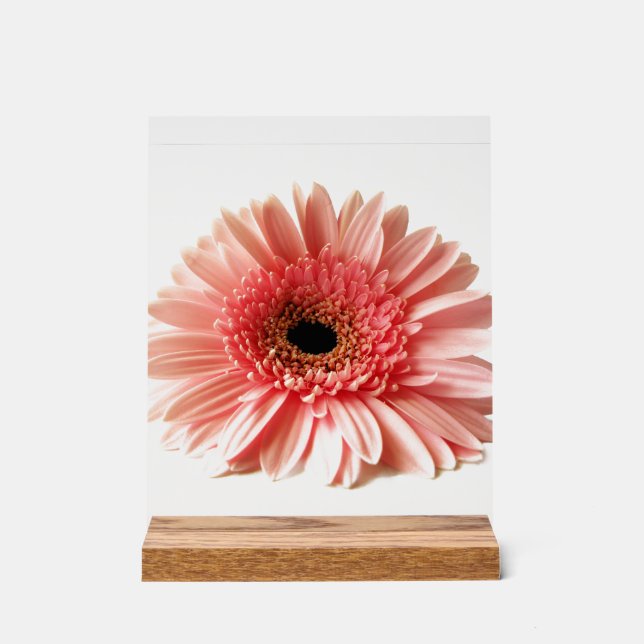 Gerbera Daisy Acrylic Sign (Front)